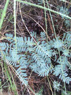 Image of hillside milkvetch