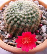 Image of Rebutia minuscula K. Schum.