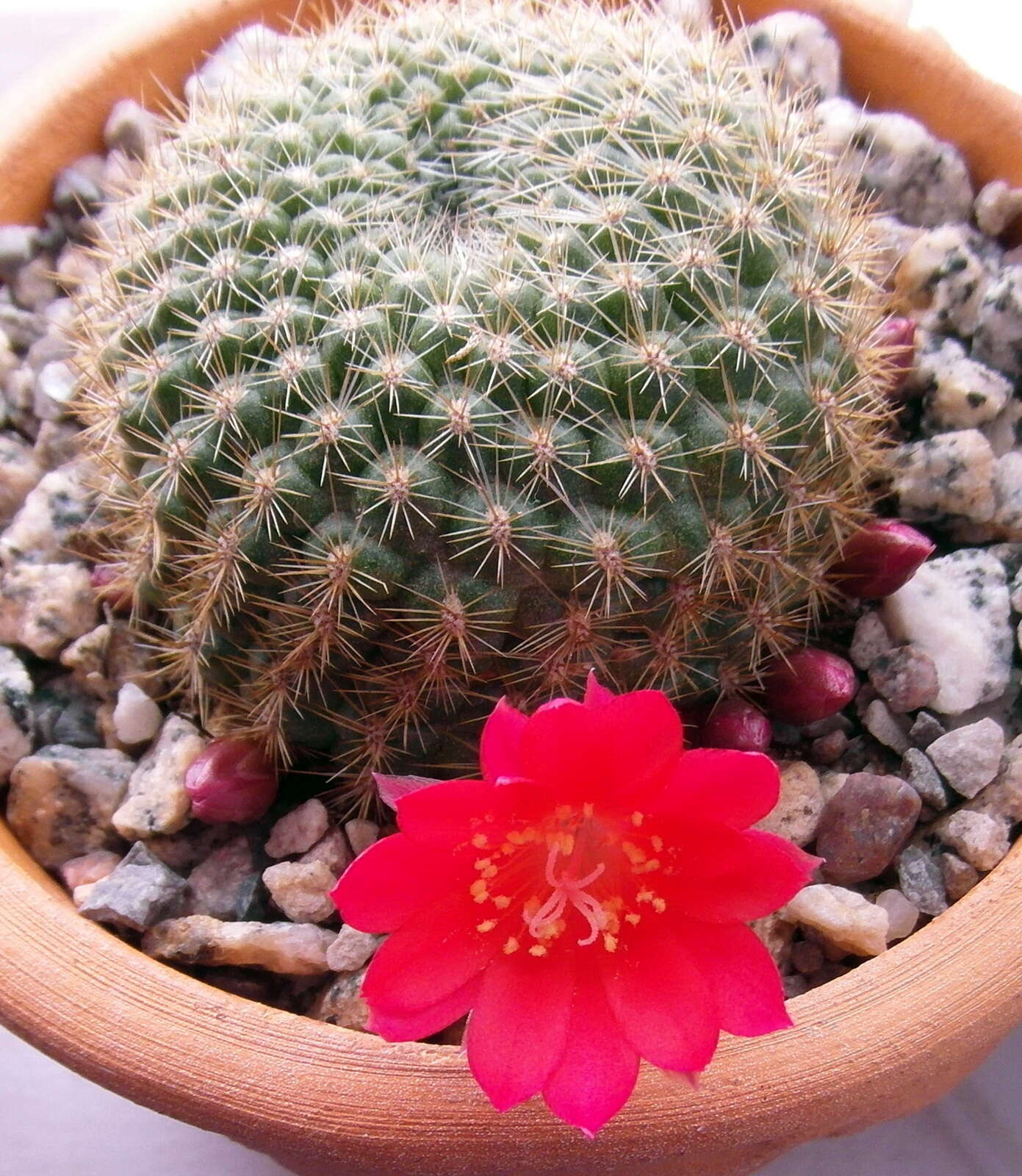 Image of Rebutia minuscula K. Schum.