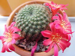 Image of Rebutia minuscula K. Schum.