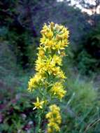 Image of Strong-smelling Inula