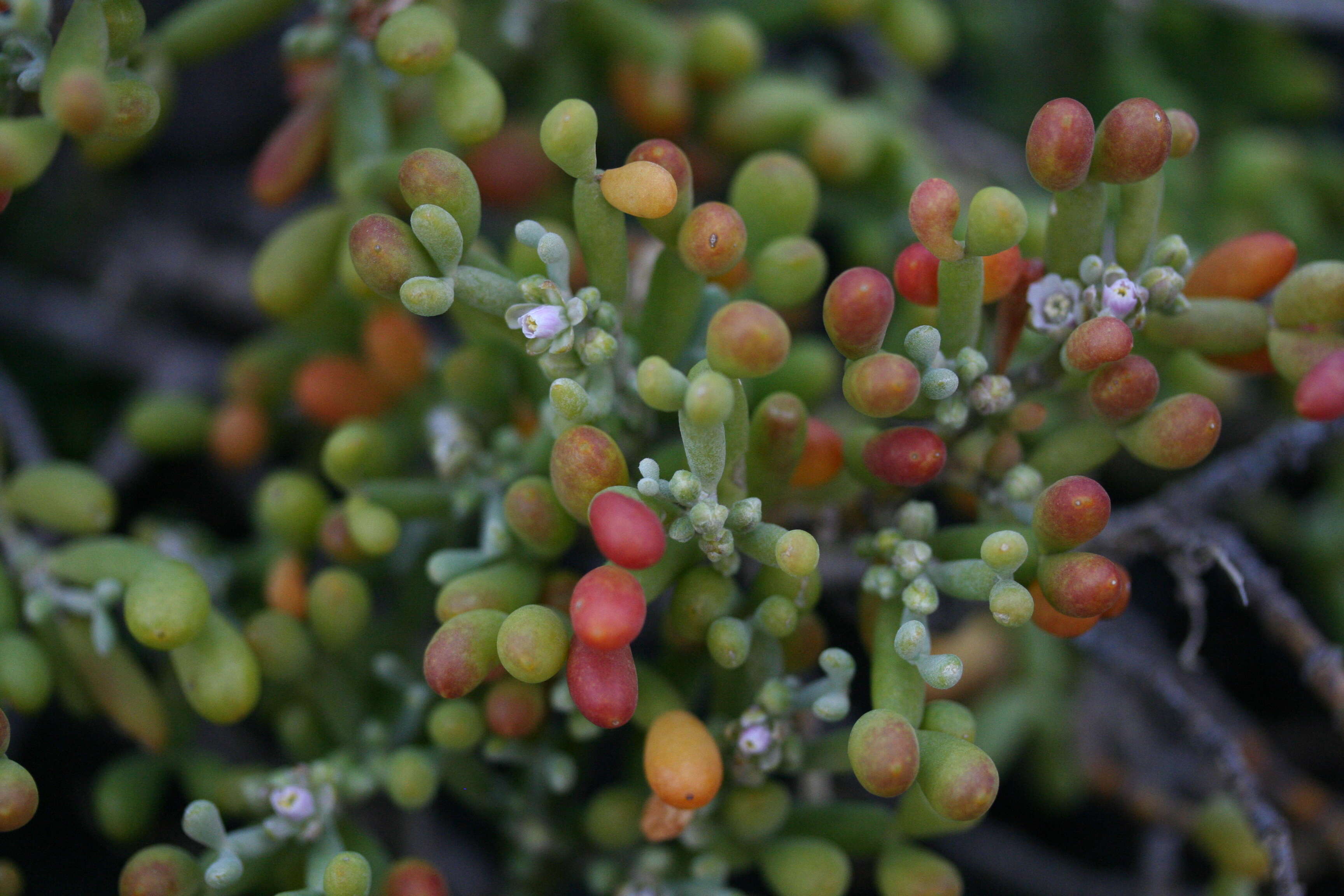 Image de Tetraena fontanesii (Webb & Berthel.) Beier & Thulin