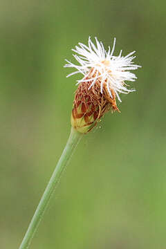 Sivun Fimbristylis recta F. M. Bailey kuva