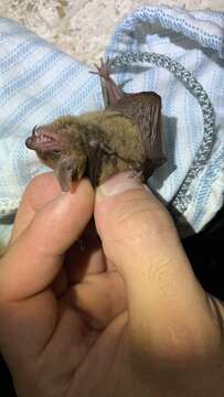 Image of Cinnamon Myotis