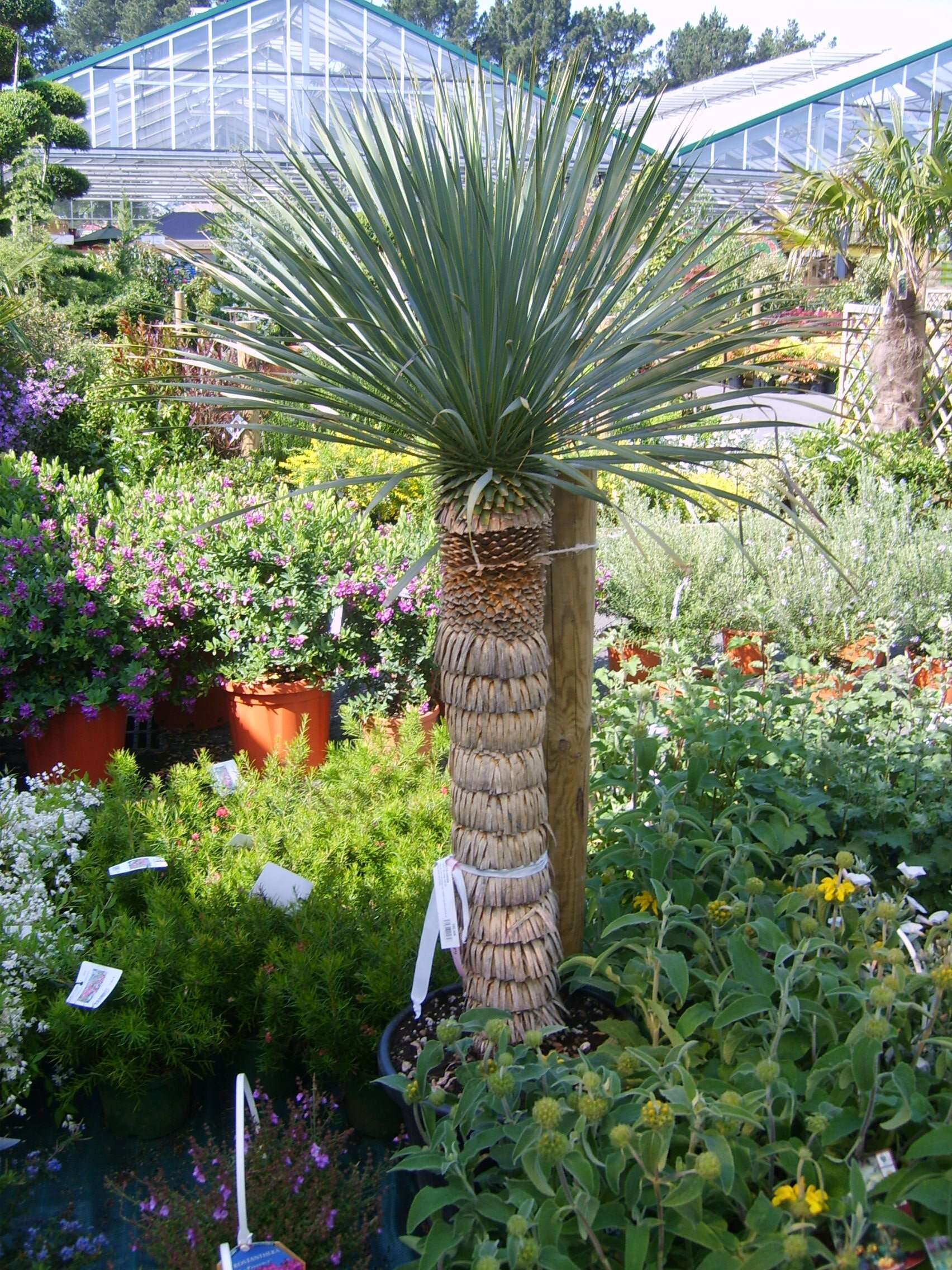 Image of Yucca rostrata Engelm. ex Trel.
