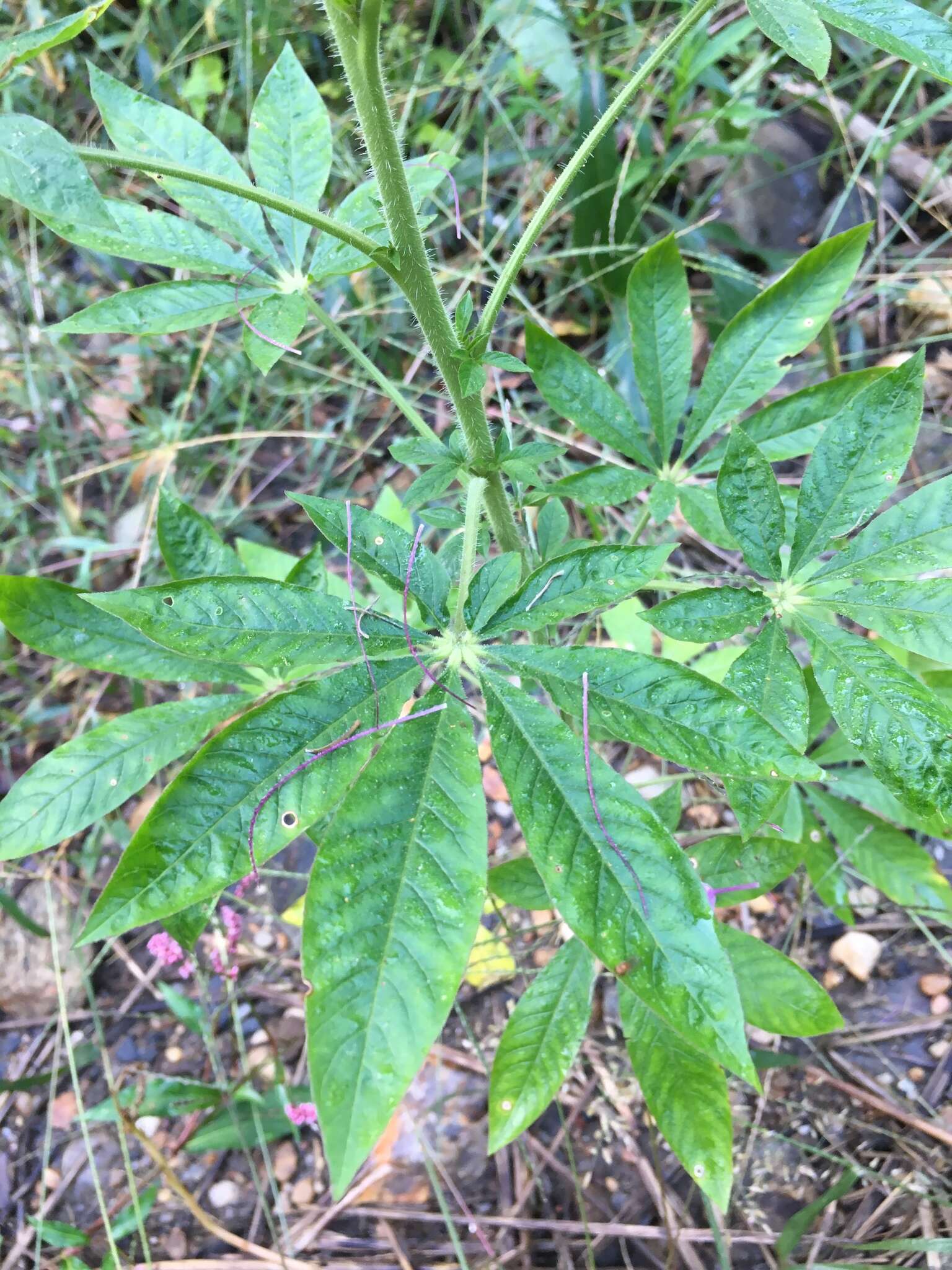 Image of Cleome guaranitica (Chod. & Hassl.) Briquet