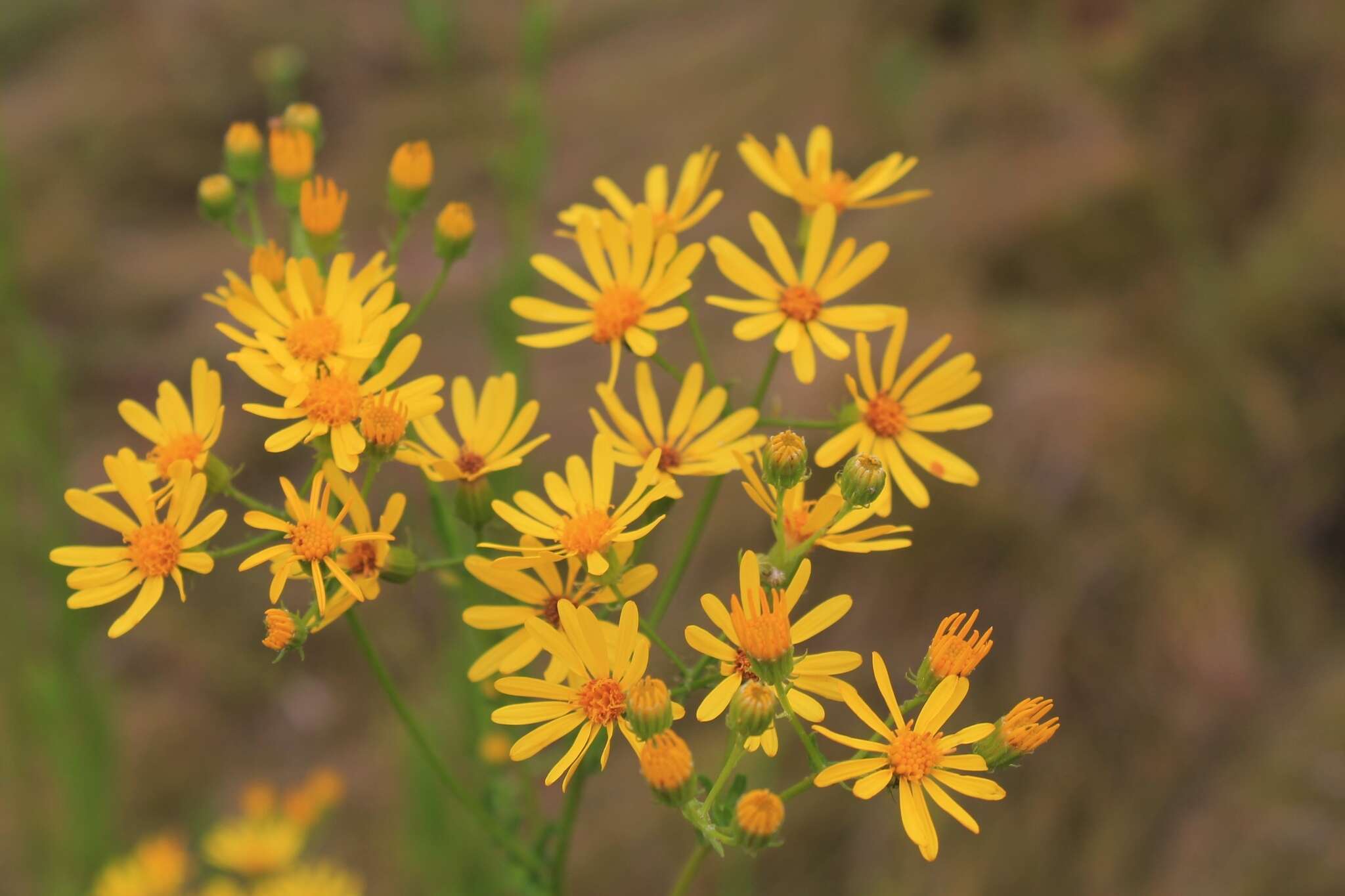 Plancia ëd Jacobaea erucifolia (L.) Gaertn. Mey. & Scherb.