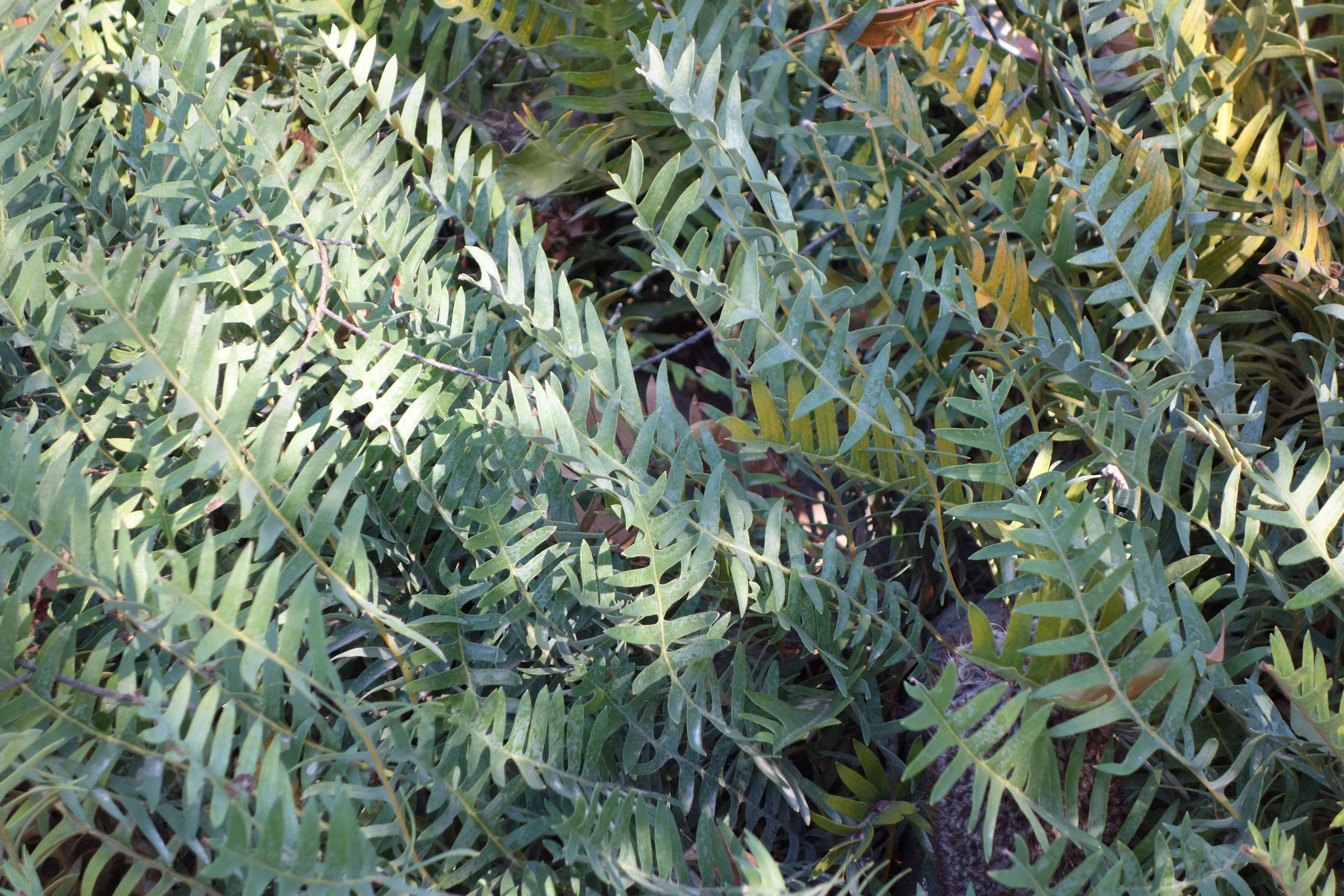 Image of Banksia blechnifolia F. Müll.