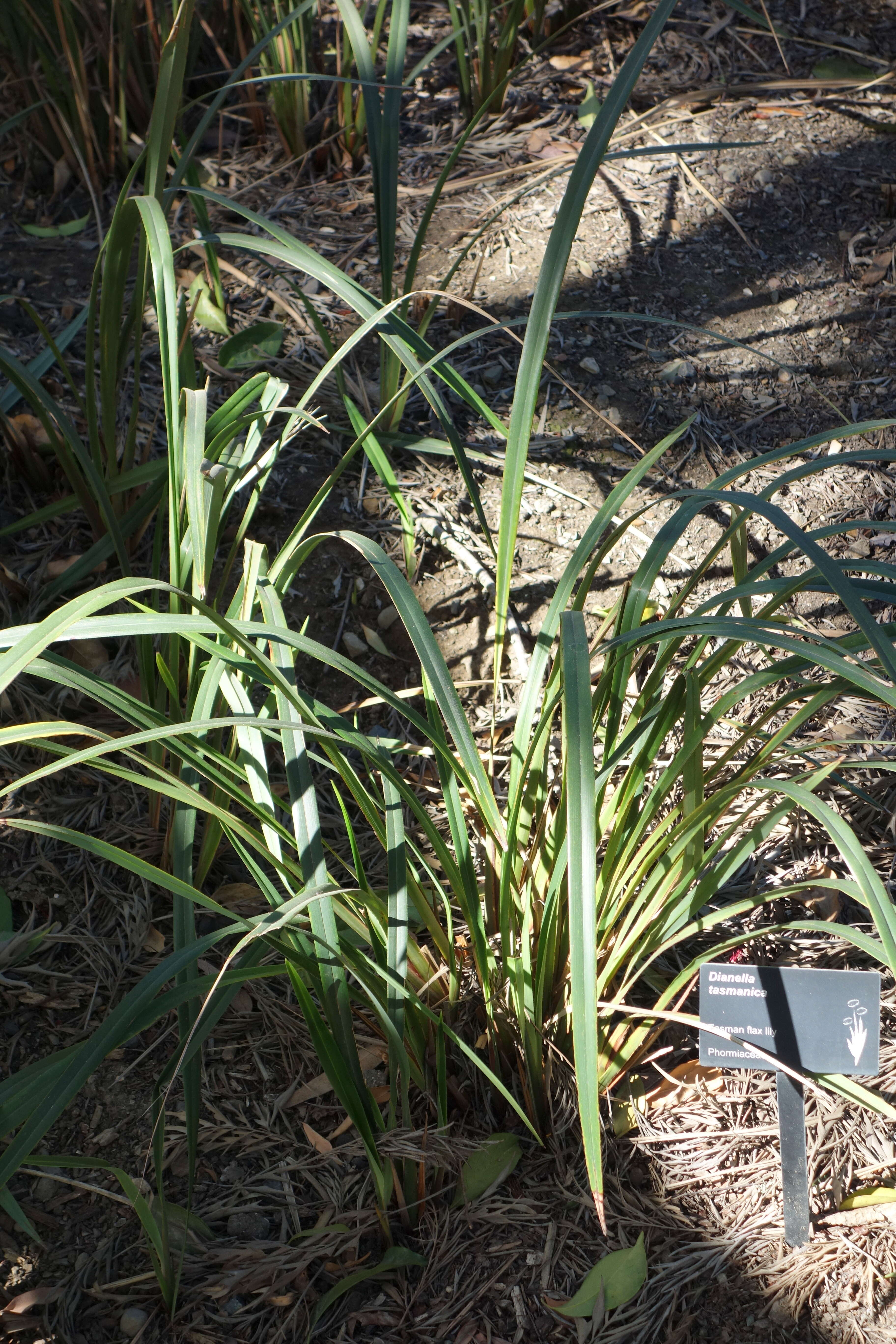 Image of Dianella tasmanica Hook. fil.