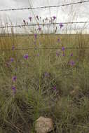 Image of Polydora angustifolia (Steetz) H. Robinson