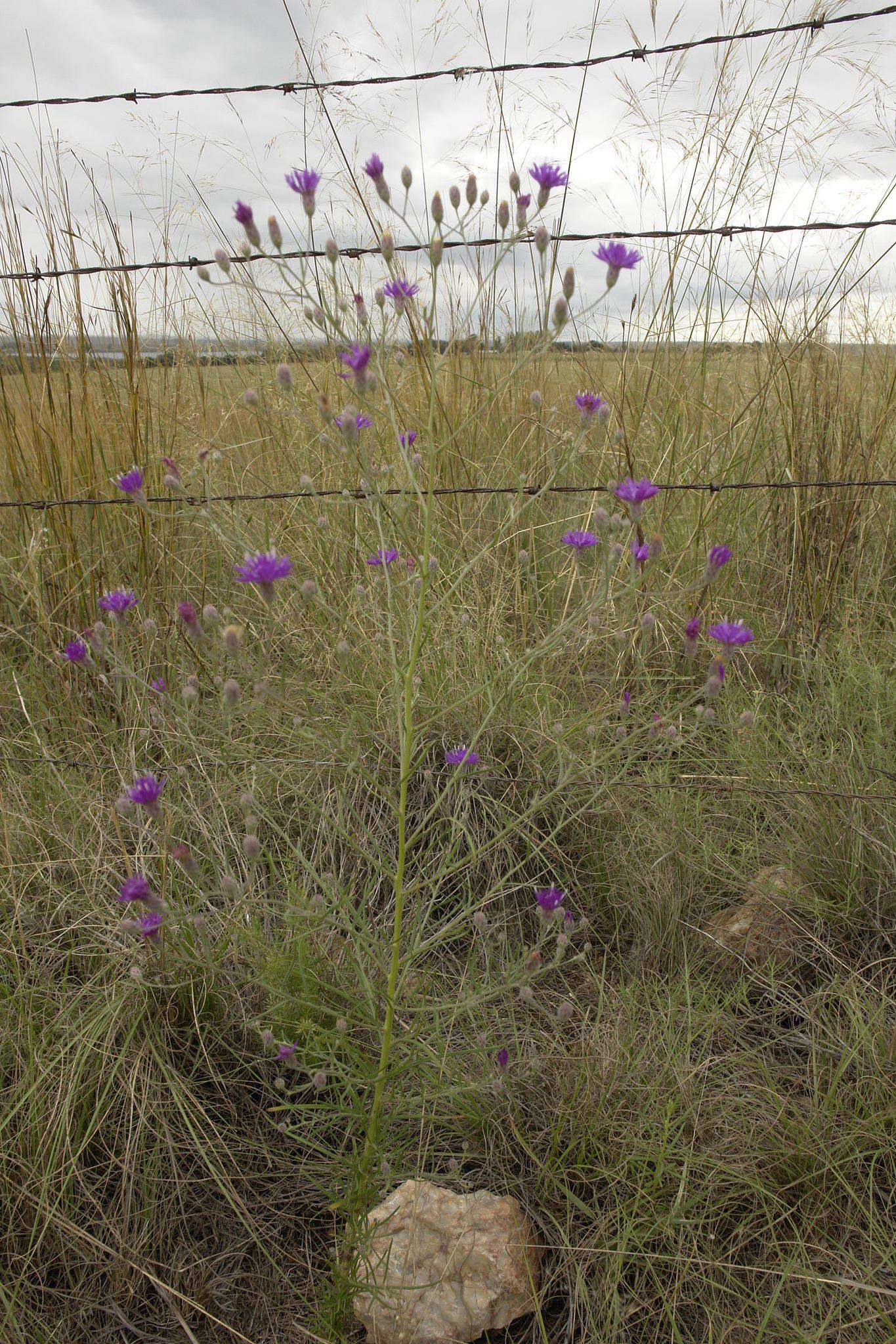 Imagem de Polydora angustifolia (Steetz) H. Robinson