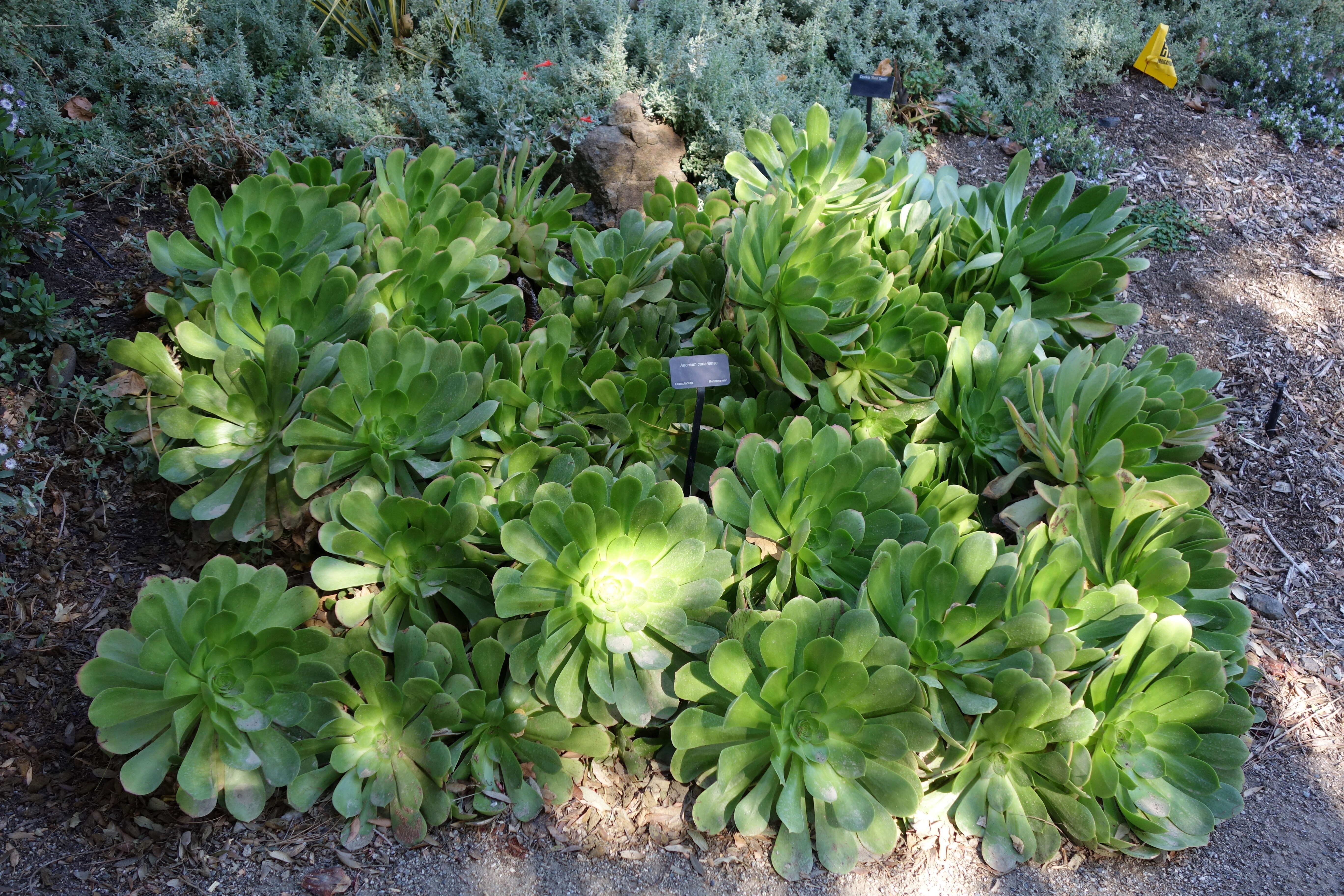 Image of Aeonium canariense (L.) Webb & Berth.