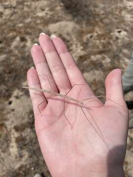 Image of Western Short-horn Walkingstick