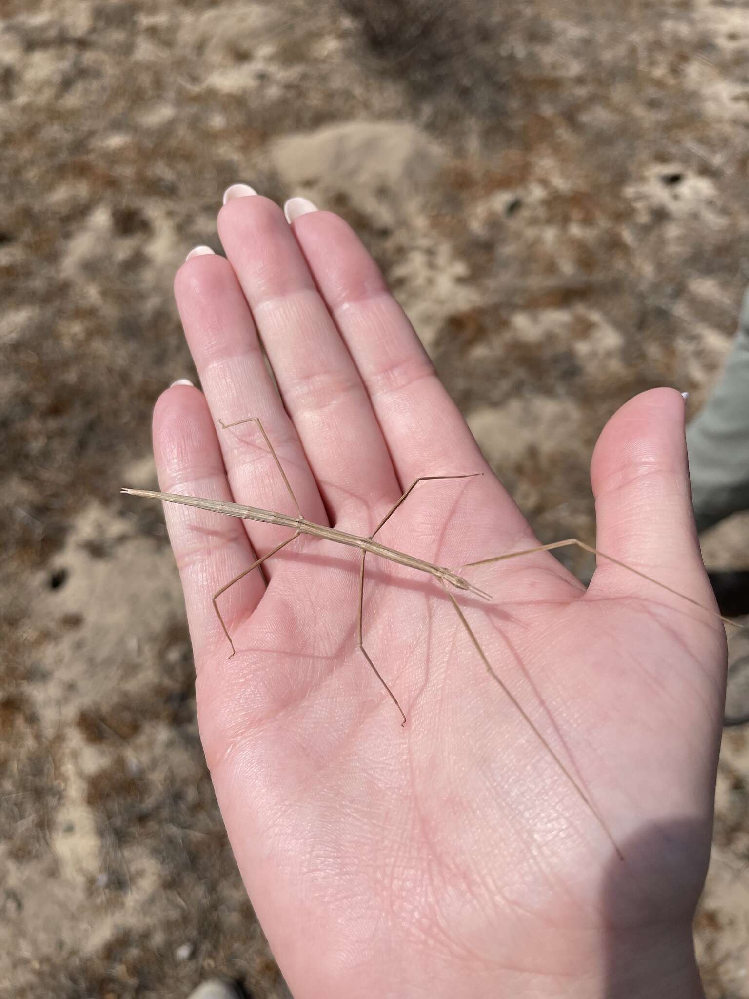 Image of Western Short-horn Walkingstick