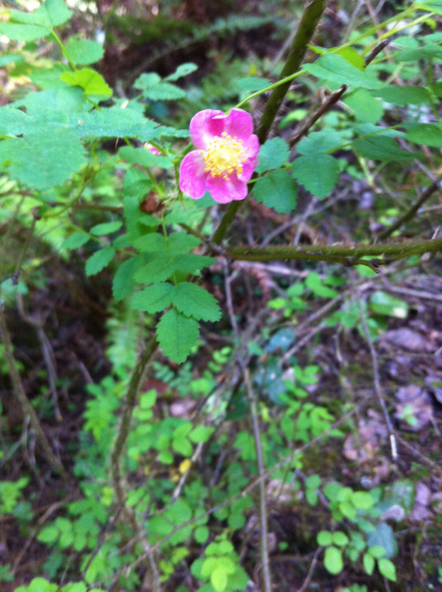 Imagem de Rosa gymnocarpa Nutt. ex Torr. & Gray