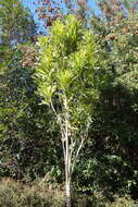 Image of firewheel tree