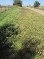 Image of Gomphrena elegans C. Mart.