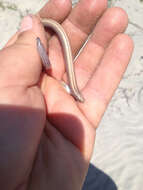 Image of Baja California Legless Lizard