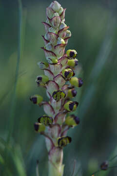 Image of Corycium ingeanum E. G. H. Oliv.