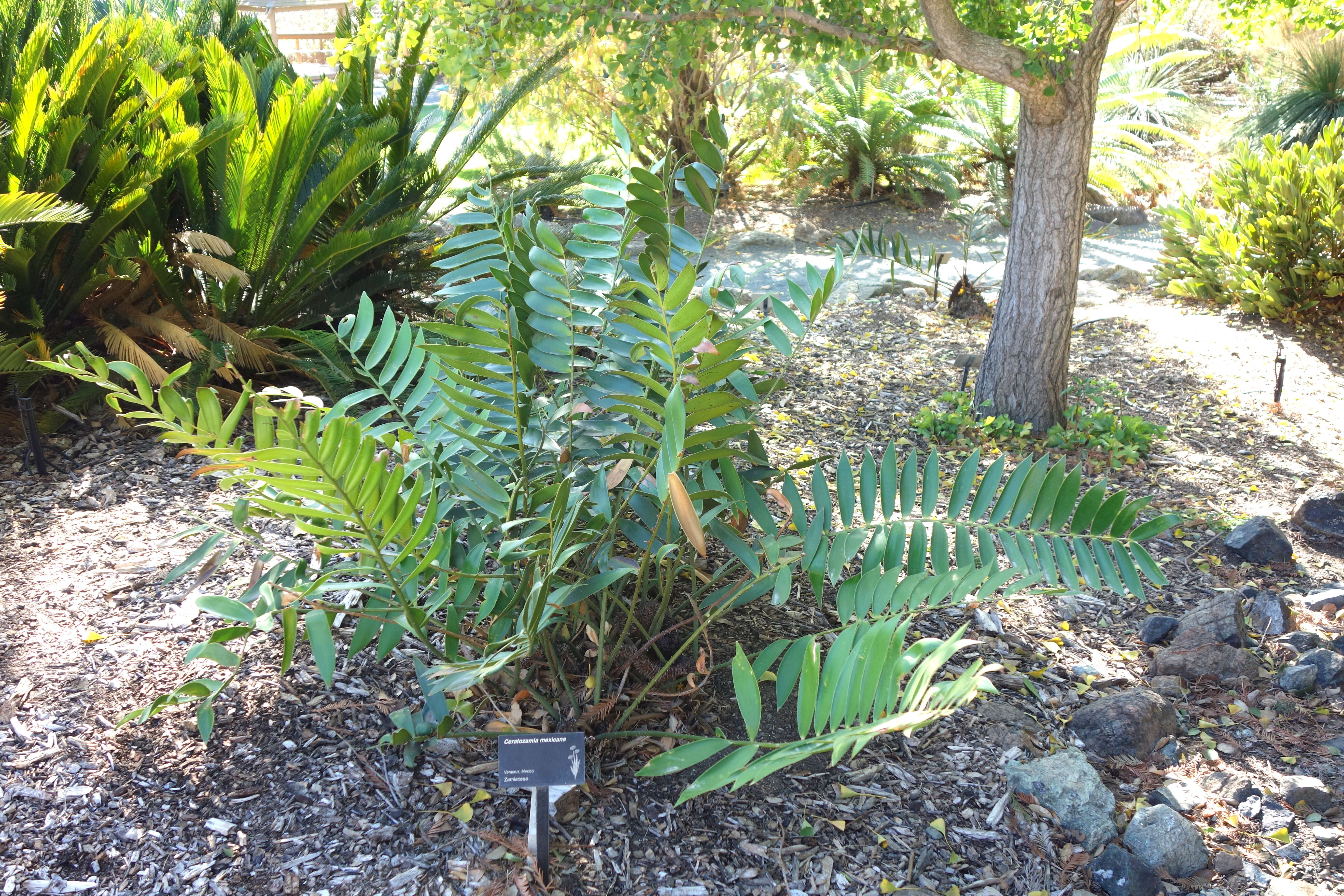 Image of Cycad