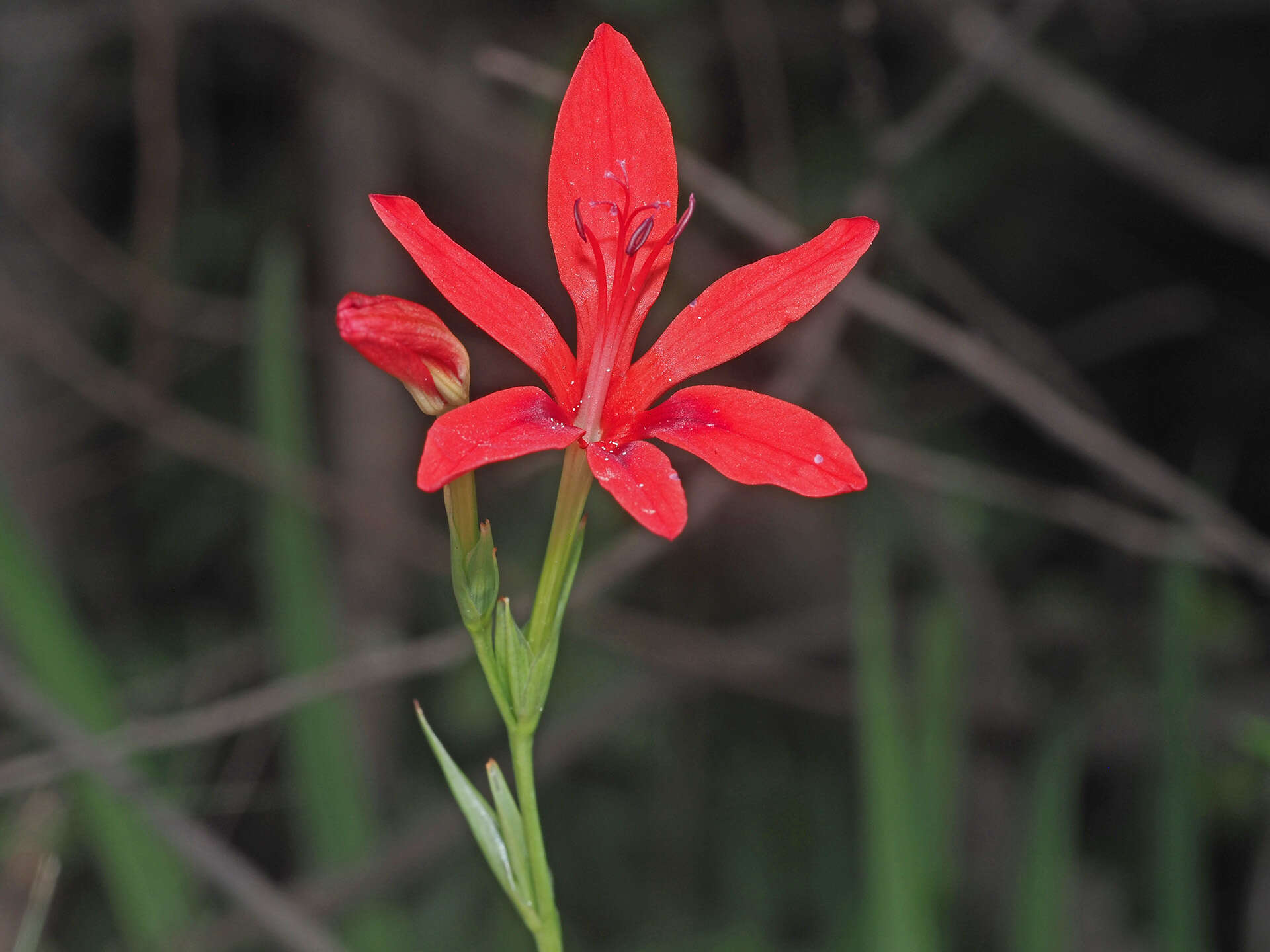 Image of Freesia grandiflora (Baker) Klatt