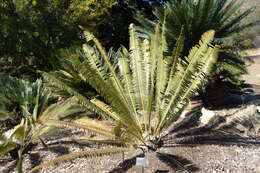 Image of Cycad