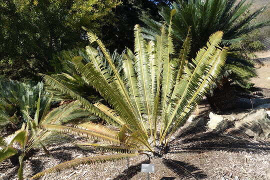 Image of Cycad