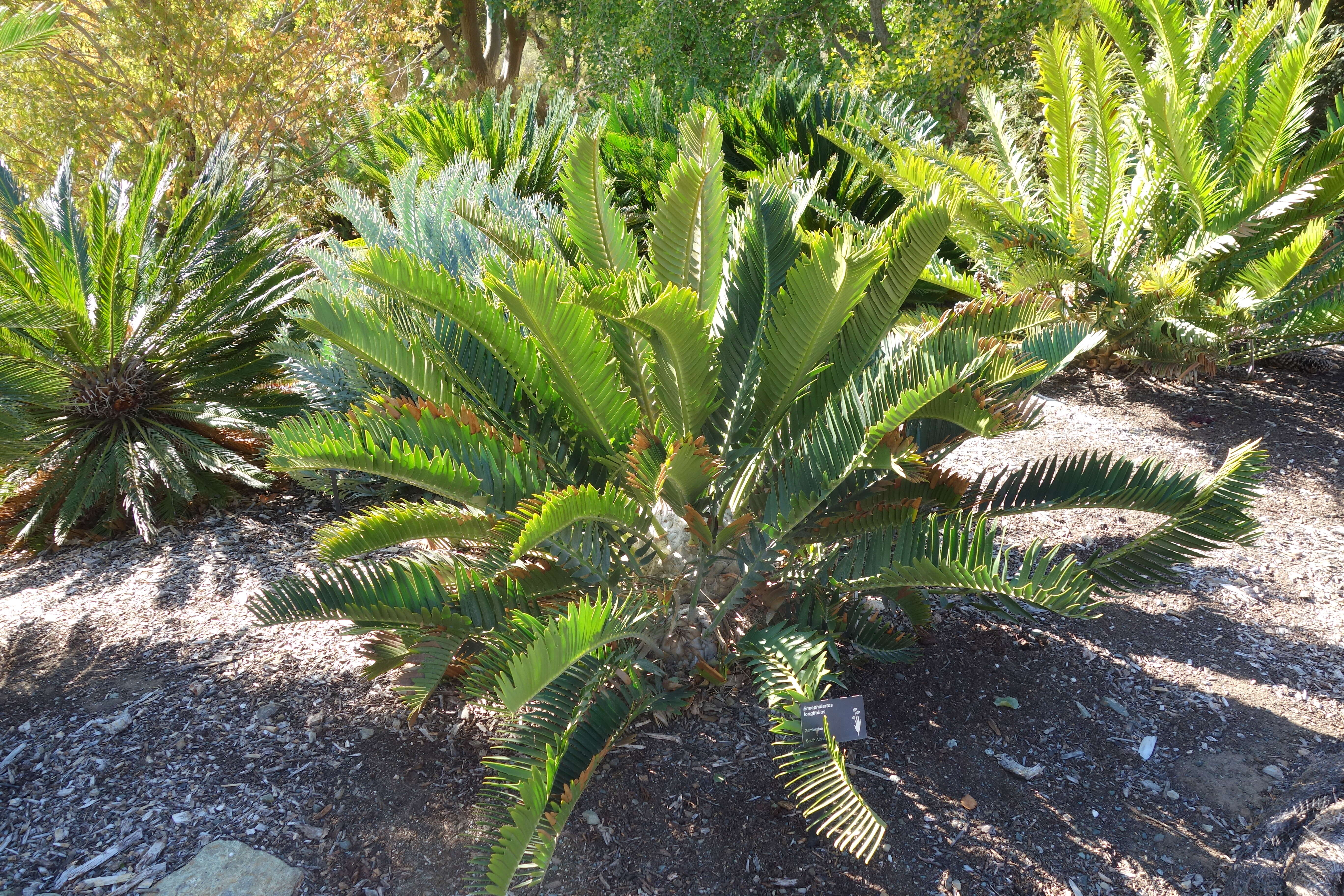 Image of Suurberg Cycad