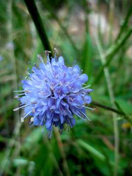 Image of Devil’s Bit Scabious