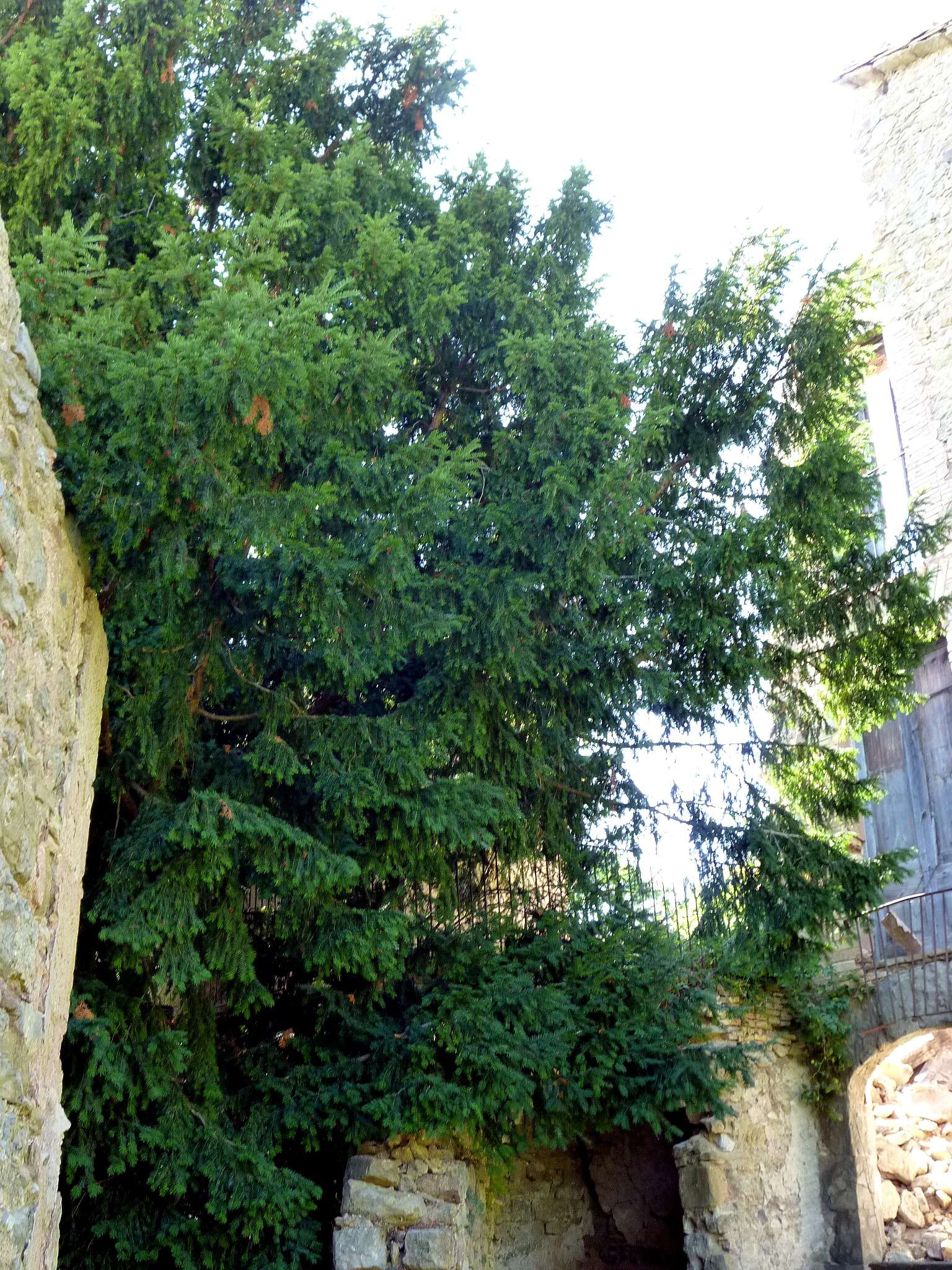 Image of English yew