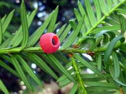 Image of English yew