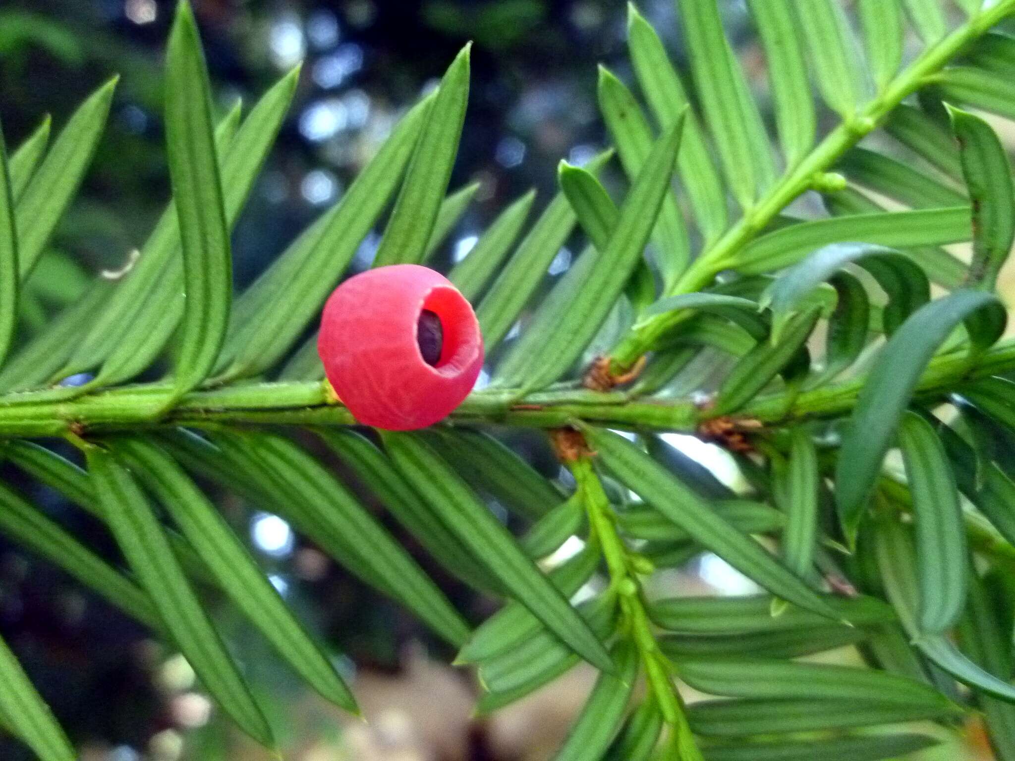 Image of English yew