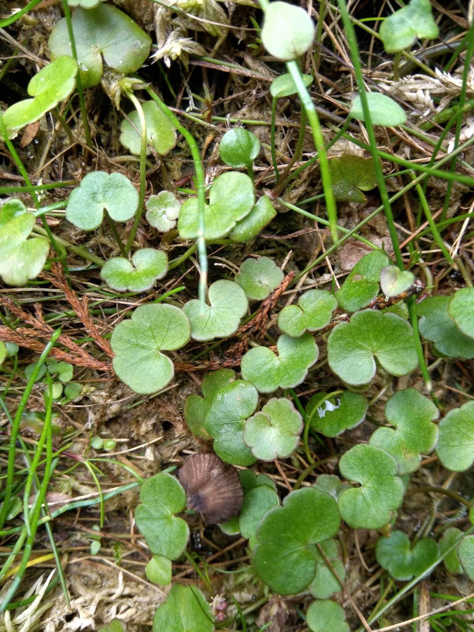 Imagem de Hydrocotyle pterocarpa F. Müll.