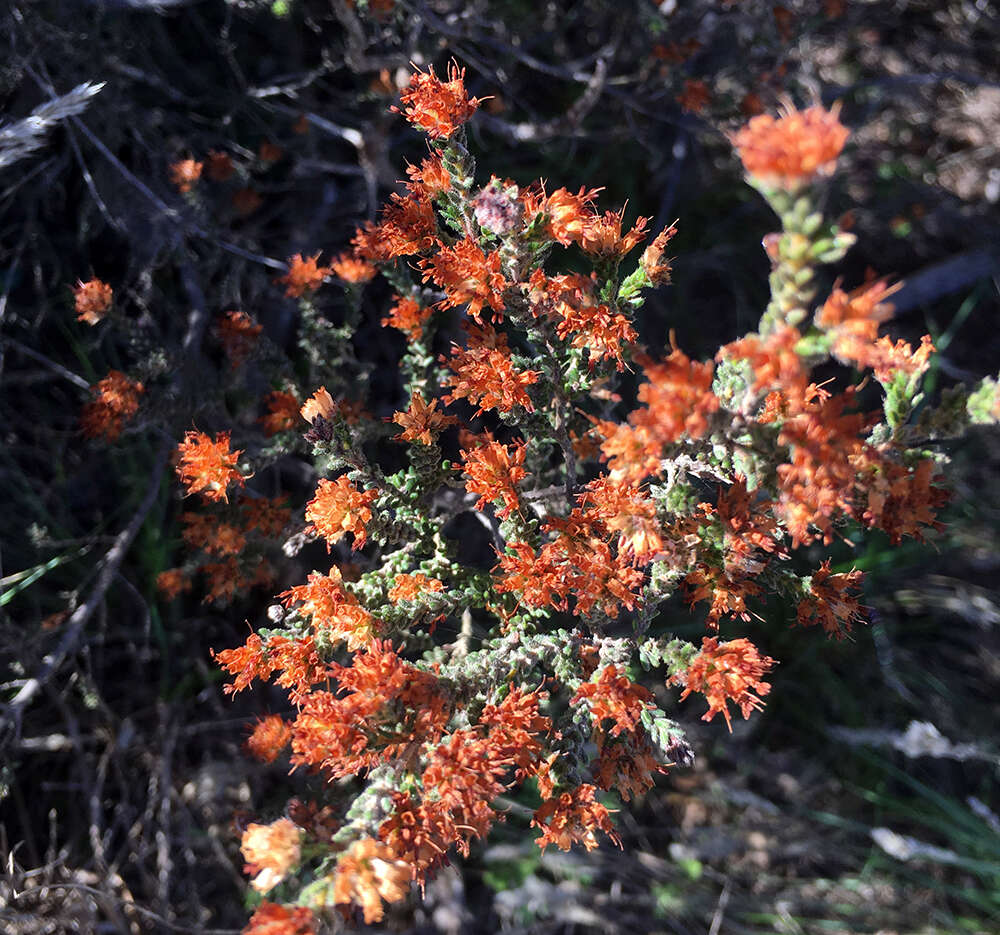 Image of Honey blaeria