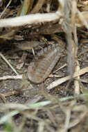 Image of Field cricket