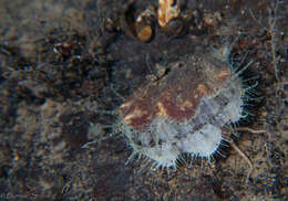 Image of seven-rayed scallop