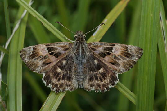 Image of Mallow Skipper