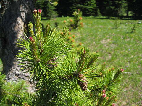 Imagem de Pinus contorta Douglas ex Loudon