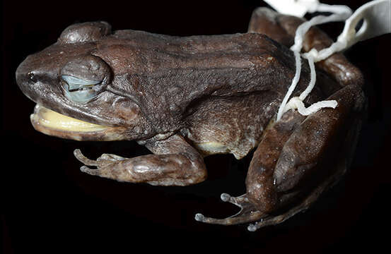 Image of Limnonectes larvaepartus Iskandar, Evans & McGuire 2014