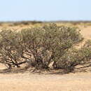 Image of Hakea collina C. T. White