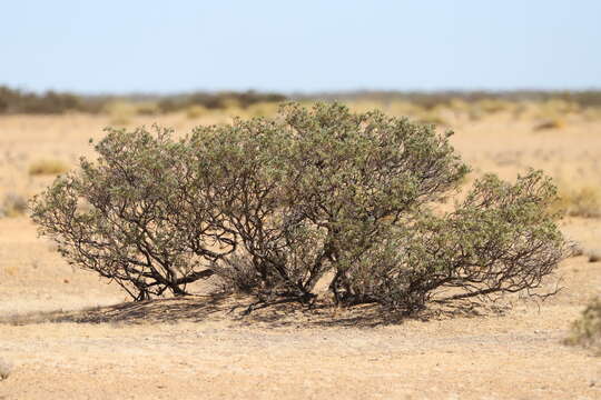 Image of Hakea collina C. T. White