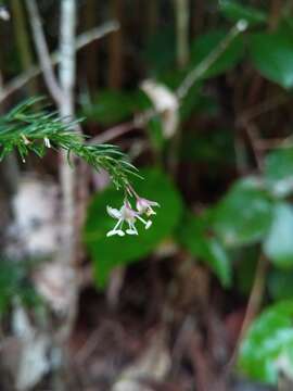 Image of Asparagus simulans Baker