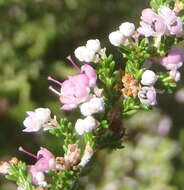 Image of hairy grey heather