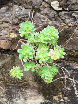 Image of Aeonium castello-paivae C. Bolle