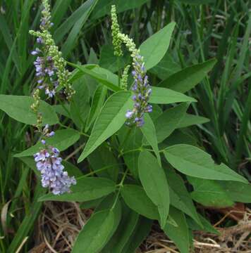 Image of French-grass