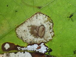 صورة Phyllonorycter basistrigella (Clemens 1859)