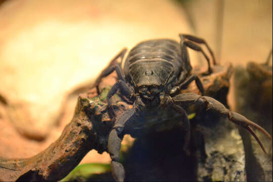 Image of Black Hairy Thicktail Scorpion