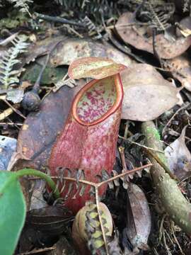 Image of Nepenthes gymnamphora Nees