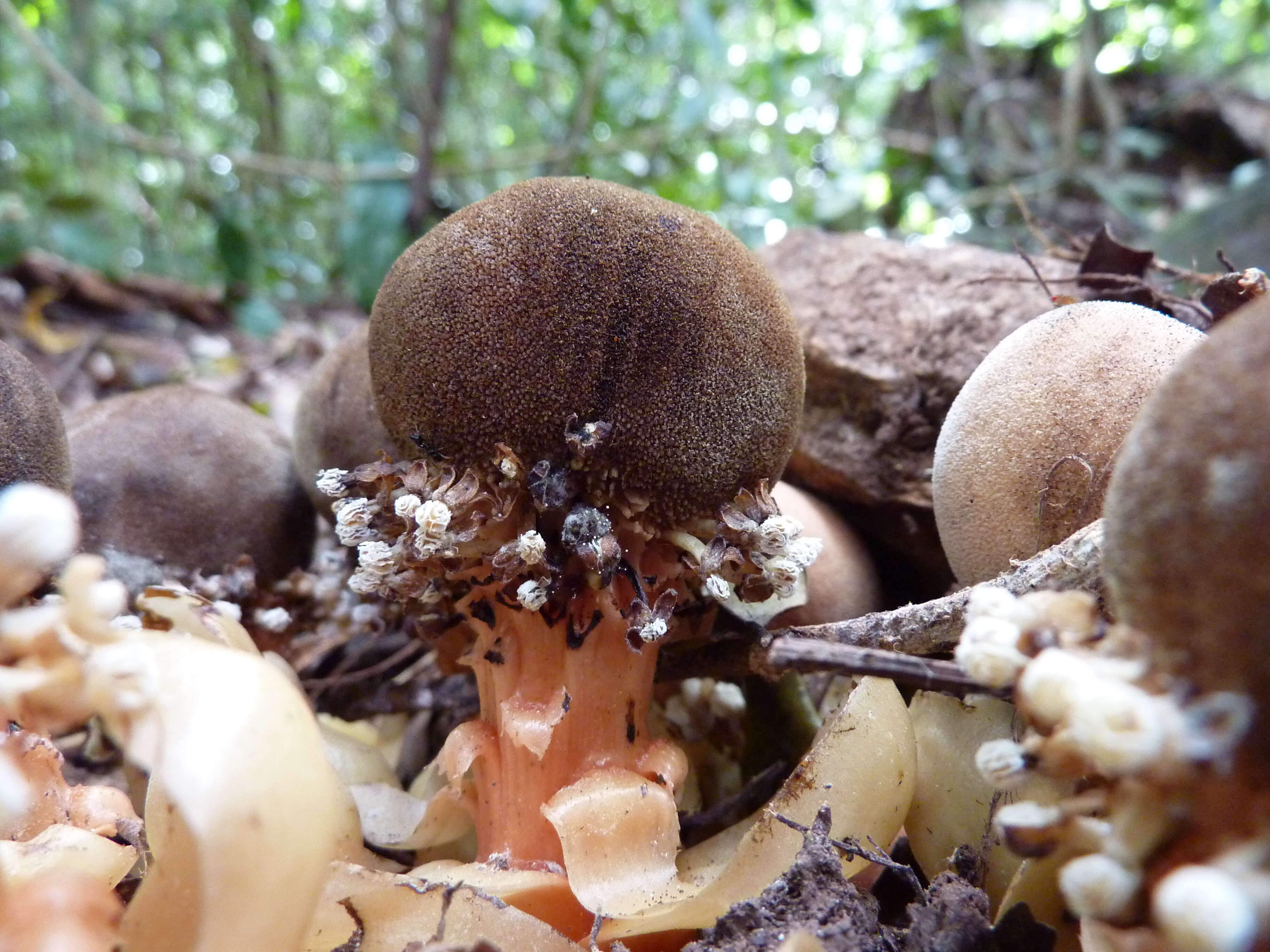 Image of Fungus root