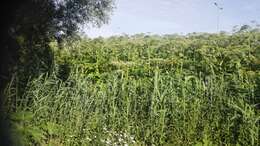 Image of Mantegazzi's Cow-Parsnip